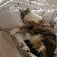 Tekir Kedi, Kedi Mira fotoğrafı