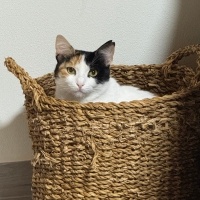 British Longhair, Kedi Beyaz fotoğrafı