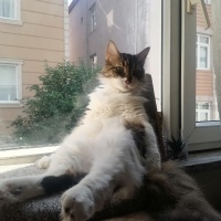 Sarman, Kedi  limon fotoğrafı