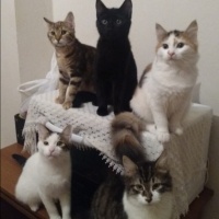 Sarman, Kedi  limon fotoğrafı