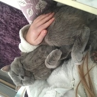 British Shorthair, Kedi  Venüs fotoğrafı