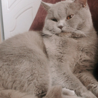 British Shorthair, Kedi  Venüs fotoğrafı