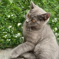 British Shorthair, Kedi  zeytin fotoğrafı