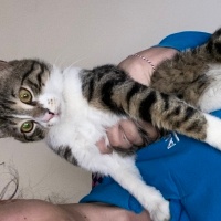 Tekir Kedi, Kedi  Venüs fotoğrafı