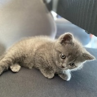 British Shorthair, Kedi  Venüs fotoğrafı