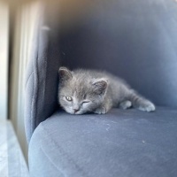 British Shorthair, Kedi  Venüs fotoğrafı