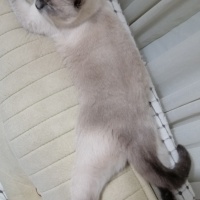 British Shorthair, Kedi  Bulut fotoğrafı