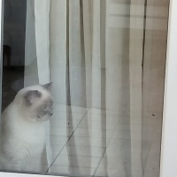 British Shorthair, Kedi  Bulut fotoğrafı