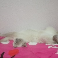 British Shorthair, Kedi  Bulut fotoğrafı