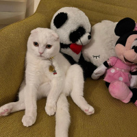 Scottish Fold, Kedi  Venüs fotoğrafı