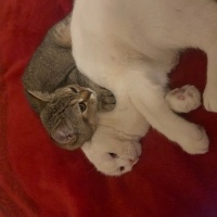 Scottish Fold, Kedi  Venüs fotoğrafı