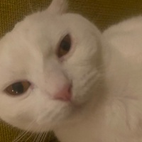 Scottish Fold, Kedi  Venüs fotoğrafı