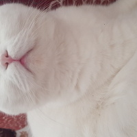 Tekir Kedi, Kedi  Bıdık fotoğrafı