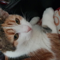 Tekir Kedi, Kedi  Bıdık fotoğrafı