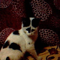 Tekir Kedi, Kedi  Bıdık fotoğrafı