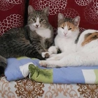 Tekir Kedi, Kedi  Bıdık fotoğrafı