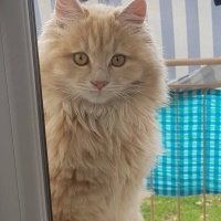 Tekir Kedi, Kedi  Bıdık fotoğrafı