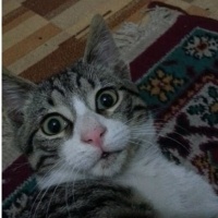 Tekir Kedi, Kedi  Bıdık fotoğrafı