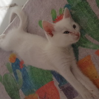 Tekir Kedi, Kedi  Bıdık fotoğrafı