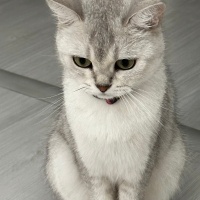 British Shorthair, Kedi  Venüs fotoğrafı
