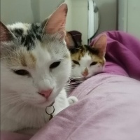 Tekir Kedi, Kedi  Venüs ve maya fotoğrafı