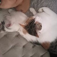 Tekir Kedi, Kedi  Venüs ve maya fotoğrafı