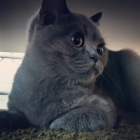 British Shorthair, Kedi Winnie fotoğrafı