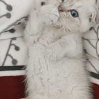 Exotic Shorthair, Kedi  Venüs fotoğrafı