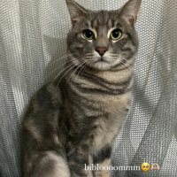 Tekir Kedi, Kedi  Venüs fotoğrafı