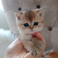 British Shorthair, Kedi  Venus fotoğrafı