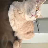 Scottish Fold, Kedi  Venüs fotoğrafı