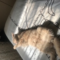 Scottish Fold, Kedi  Venüs fotoğrafı