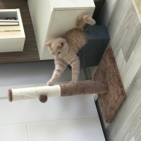 Scottish Fold, Kedi  Venüs fotoğrafı