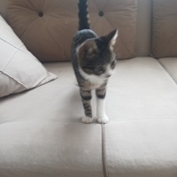 k964399 kullanıcısının #171724 peti