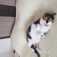 Tekir Kedi, Kedi Zeyna fotoğrafı
