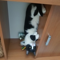 Tekir Kedi, Kedi Silvestir fotoğrafı