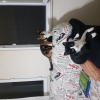 Tekir Kedi, Kedi Silvestir fotoğrafı