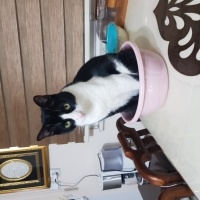 Tekir Kedi, Kedi Silvestir fotoğrafı