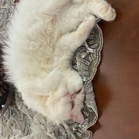 British Longhair, Kedi  venüs fotoğrafı