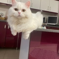 British Longhair, Kedi  venüs fotoğrafı