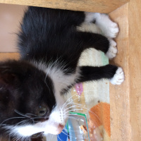 Tuxedo (Smokin) Kedi, Kedi Küçük fotoğrafı