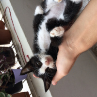 Tuxedo (Smokin) Kedi, Kedi Küçük fotoğrafı