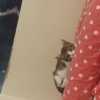 Tekir Kedi, Kedi Katherine fotoğrafı