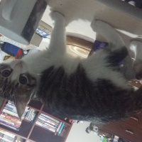 Tekir Kedi, Kedi Katherine fotoğrafı