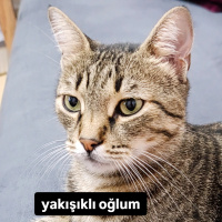 Tekir Kedi, Kedi LEO fotoğrafı