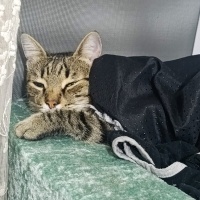 Tekir Kedi, Kedi LEO fotoğrafı