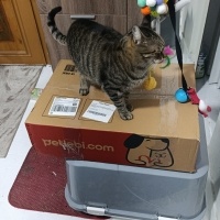 Tekir Kedi, Kedi LEO fotoğrafı