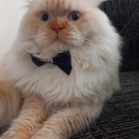 Chinchilla, Kedi Rüzgar fotoğrafı