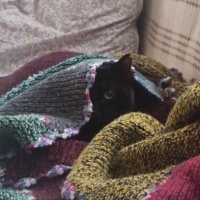 Bombay, Kedi  Raven fotoğrafı