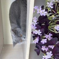 British Shorthair, Kedi  Duman fotoğrafı